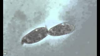 Paramecium in scissione [upl. by Cowley]