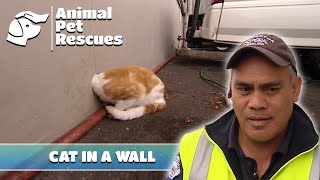 Saving a Cat with its Head Stuck in a Wall  Full Episode  Animal Pet Rescues [upl. by Lewes]