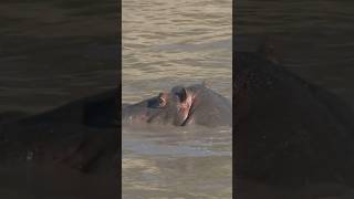 Hippo Poops In Water Killing Fish [upl. by Kreit]