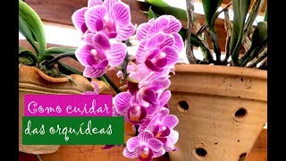 Dicas de como cuidar das orquídeas [upl. by Jeritah291]