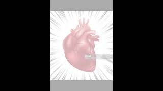 Anatomy of the heart Subscribe to my channel facts humananatomy science [upl. by Letnuahs]