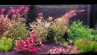 Juwel rio 240  Plant Scaped 30102023 [upl. by Homovec]