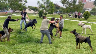 PERROS PODEROSOS coinciden en el mismo parque 🙉 ¿Cual se impone sobre todos ❌❌❌ [upl. by Anitnegra145]