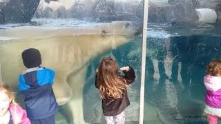 Terrifying Moment Polar Bear Headbutts Glass At Zoo [upl. by Margalo]