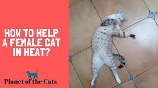 How to Help a Female Cat in Heat [upl. by Frangos353]