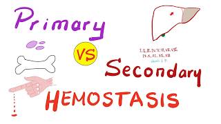 Primary vs Secondary Hemostasis  Blood Clotting Coagulation  Hematology [upl. by Townsend]