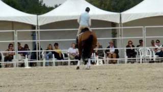 Catherine Henriquet  dressage en licol [upl. by Asilef]