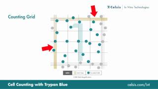 Cell Counting Using the Trypan Blue Exclusion Method [upl. by Thecla]