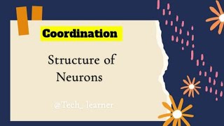 Structure of Neurons Coordination amp Control Tech Learner [upl. by Ymrots542]