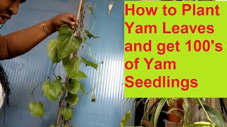 Grow Hundreds of Yam Seedlings From Leaf Propagation Using Aloe vera Yamseedling Gardeningadvice [upl. by Lledor]