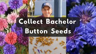 How To Collect Bachelor Button Seeds  Harvest Save Store Cornflower Seeds [upl. by Dill]