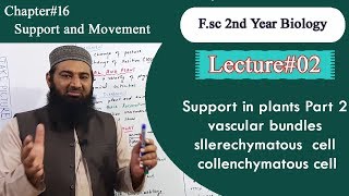 Biology Ch16Lecture02 Support in plants part 2 FSc 2nd Year [upl. by Auhel361]