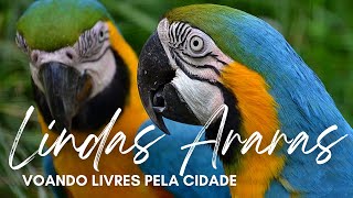 🦜 LINDAS ARARAS VOANDO LIVRES pela CIDADE [upl. by Acenom825]