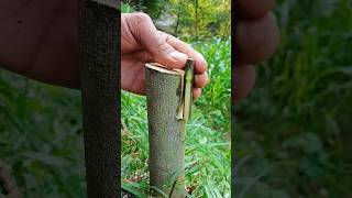 Easy grafting fruit trees amp plants grafting satisfying fig [upl. by Crysta]