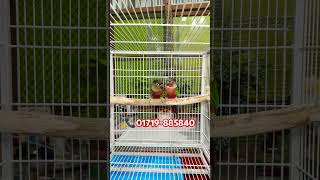 Yellow Sided Conure Double Red Factor Running Pair [upl. by Yaniv]