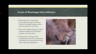 Bluetongue Virus in Sheep and Cattle [upl. by Coats]