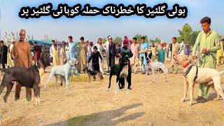 Pakistan Ki Sab Say Mashoor Kohat Dog Mandi Ka Visit 😍 Part 9  Pk Animals Vlogs [upl. by Truman]