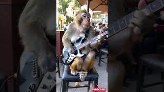 Viral Monyet Main Gitar empudstudioai empudstudiogrup shorts [upl. by Tami142]