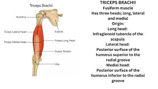 Triceps brachii and Anconeus muscle [upl. by Lev118]