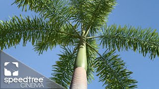 Foxtail Palm  Speedtree Cinema 9 Tutorial [upl. by Nywroc]