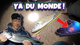 BEAUCOUP DE BARS CETTE NUIT  UN RéGALE  IKEJIME POISSONS NORMANDIE PECHE MER SURFCASTING [upl. by Nadeen]