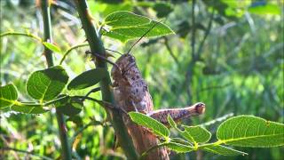 Giant Grasshopper Valanga Irregularis [upl. by Atsirk]