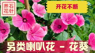 开花漂亮、花期长  一年生的花葵  Lavatera mallow flower  秋季是采种子季节 [upl. by Nylloh670]