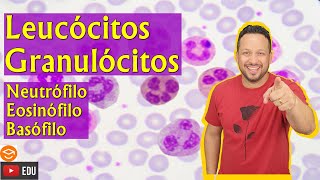 Leucócitos Granulócitos  Neutrófilo  Eosinófilo  Basófilo  Sangue  Tecido Sanguíneo [upl. by Cirdek]