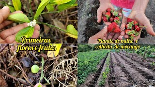 resultado da plantação de laranja plantando milho no gotejamento [upl. by Yelnikcm]