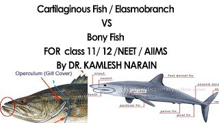 Cartilaginous Fish  Elasmobranch amp Bony Fish FOR class 11 12 NEET  AIIMS By DR KAMLESH NARAIN [upl. by Maire]