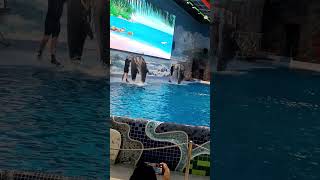 Its a true Delight to watch Dolphins get the Balls😍❤️🐬🐬 dubailife dubaidiaries dolphinarium [upl. by Standing]