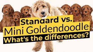 Goldendoodle vs Mini Goldendoodle  Size Comparison 🐶🦴🐶 [upl. by Ahilam]