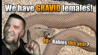 We have GRAVID hognose females Lets gooooo [upl. by Ellehcim]