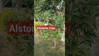 Alstonia Tree Devil Tree  Blackboard Tree plant gardenplants fact biologynotes [upl. by Aenert]