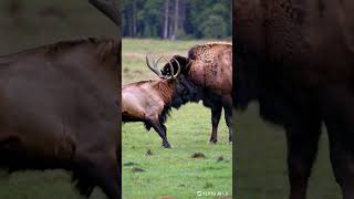 Wild Elk vs Bison A Fierce Battle in the Wilderness [upl. by Flin]