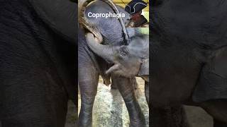 Coprophagia Elephant calfs eat mothers dung BabyElephants ElephantConservation [upl. by Anayia]