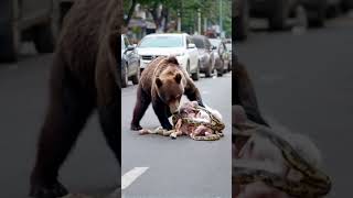 The grizzly bear is looking for food on the street [upl. by Cichocki551]