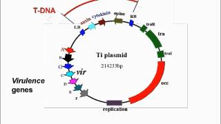 Agrobacterium Mediated Transformation [upl. by Hynes]