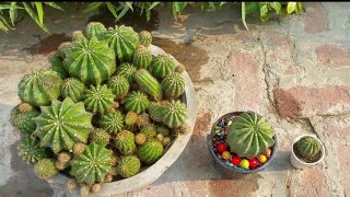 Cactus echinopsis oxygona careHow to grow cactus fast and fat [upl. by Akiemahs]