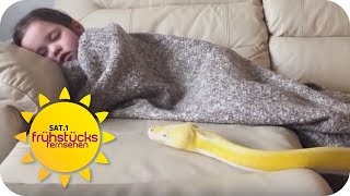 Eine Python als Kuscheltier Harmlos oder Verantwortungslos  SAT1 Frühstücksfernsehen [upl. by Sigismundo]