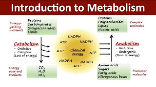 Introduction to Metabolism  Catabolism Vs Anabolism  Biochemistry [upl. by Claybourne618]