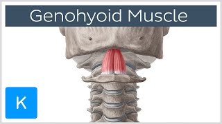 Geniohyoid Muscle  Origins amp Function  Human Anatomy  Kenhub [upl. by Enrica]