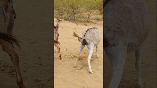 donkey animallove nature youtubeshort [upl. by Atinej]