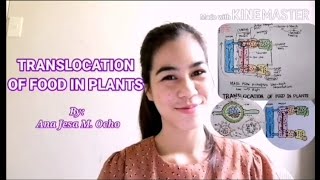 TRANSLOCATION in Plants Simple Explanation [upl. by Adlog]