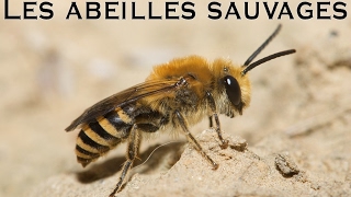 Les abeilles sauvages [upl. by Ezarra]