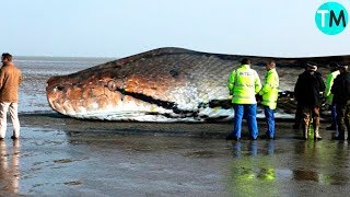 TITANOBOA LA SERPIENTE MÁS GRANDE DEL MUNDO y De La Historia [upl. by Niliac]