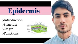 functions of epidermis in Urduhindi abdur Rahman official [upl. by Nomaj732]