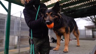 Spielend lernen Konditionierung ohne Leckerlies I Hundetraining im Tierheim Frankfurt [upl. by Ystap966]