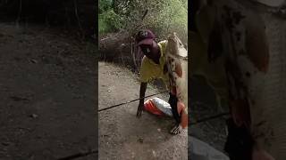 Catching big rohu fishes in the river single hook fisherman amazing video [upl. by Mallorie]