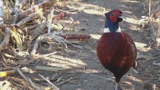 SD Pheasant Numbers Doing Well [upl. by Berlinda207]